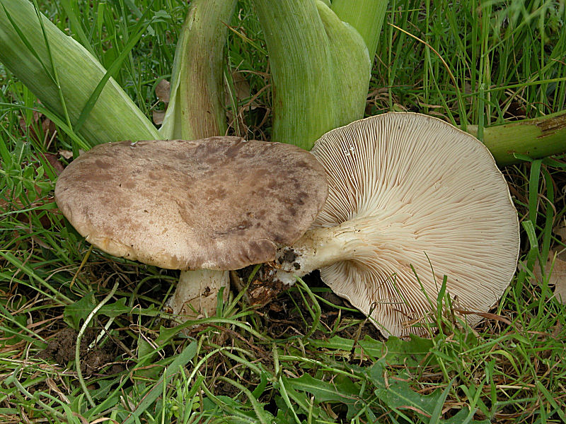 Pleurotus eryngii var.ferulae